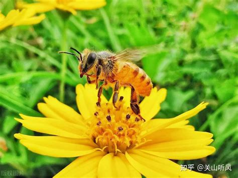 蜜蜂来家里筑巢是好事吗